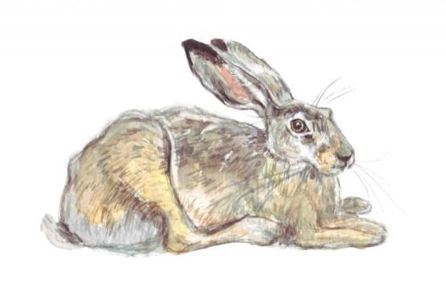 Hare. Watercolour illustration