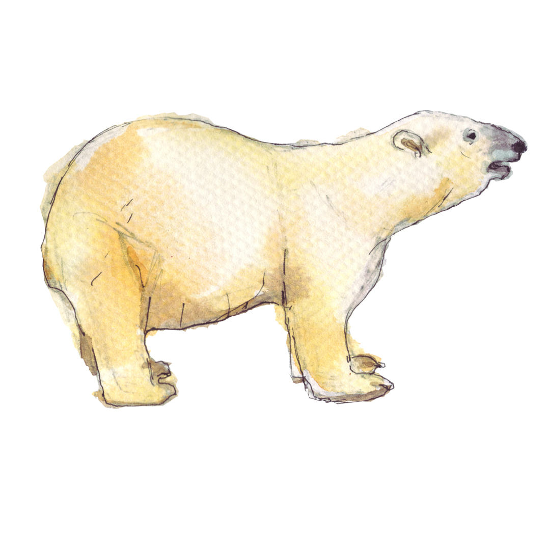 polar bear watercolour