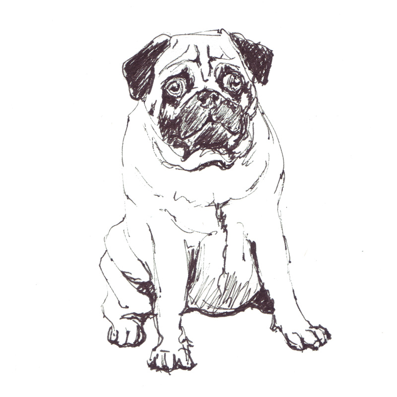 pug sketch, animal illustration line drawing