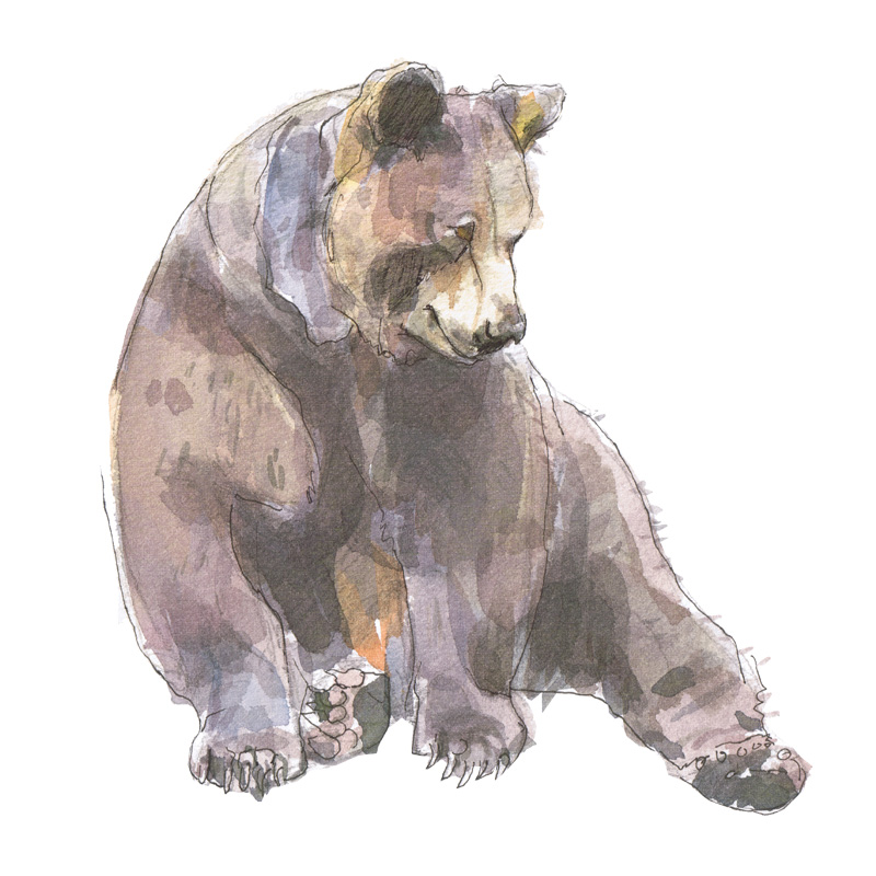 brown bear watercolour painting