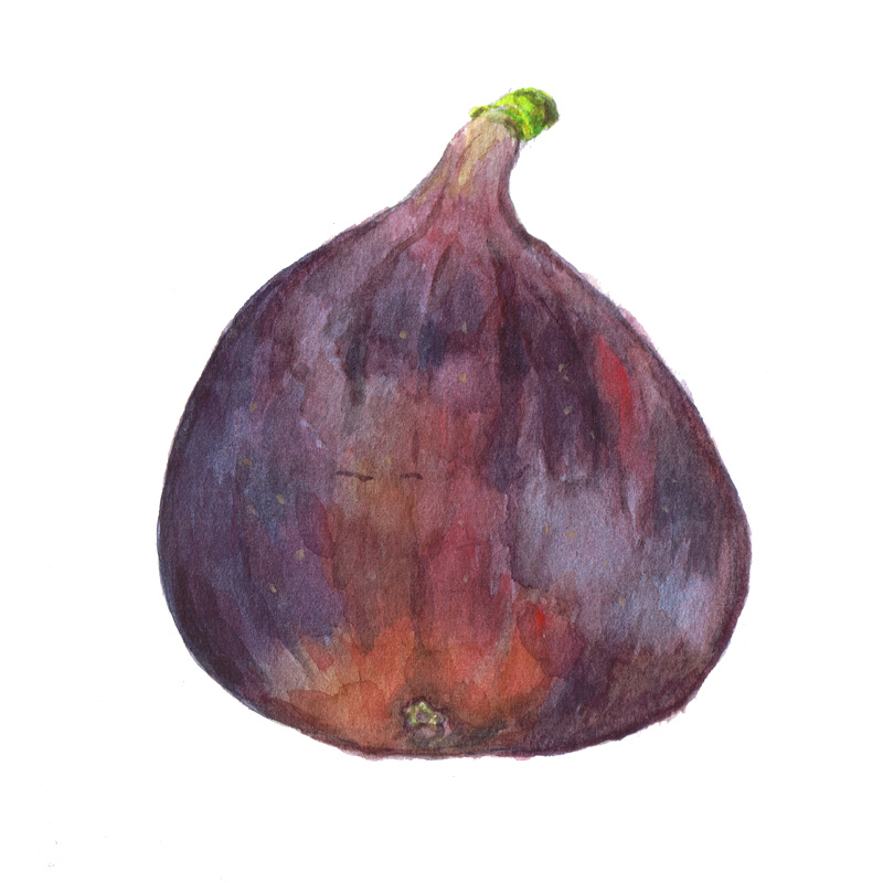 fig watercolour painting