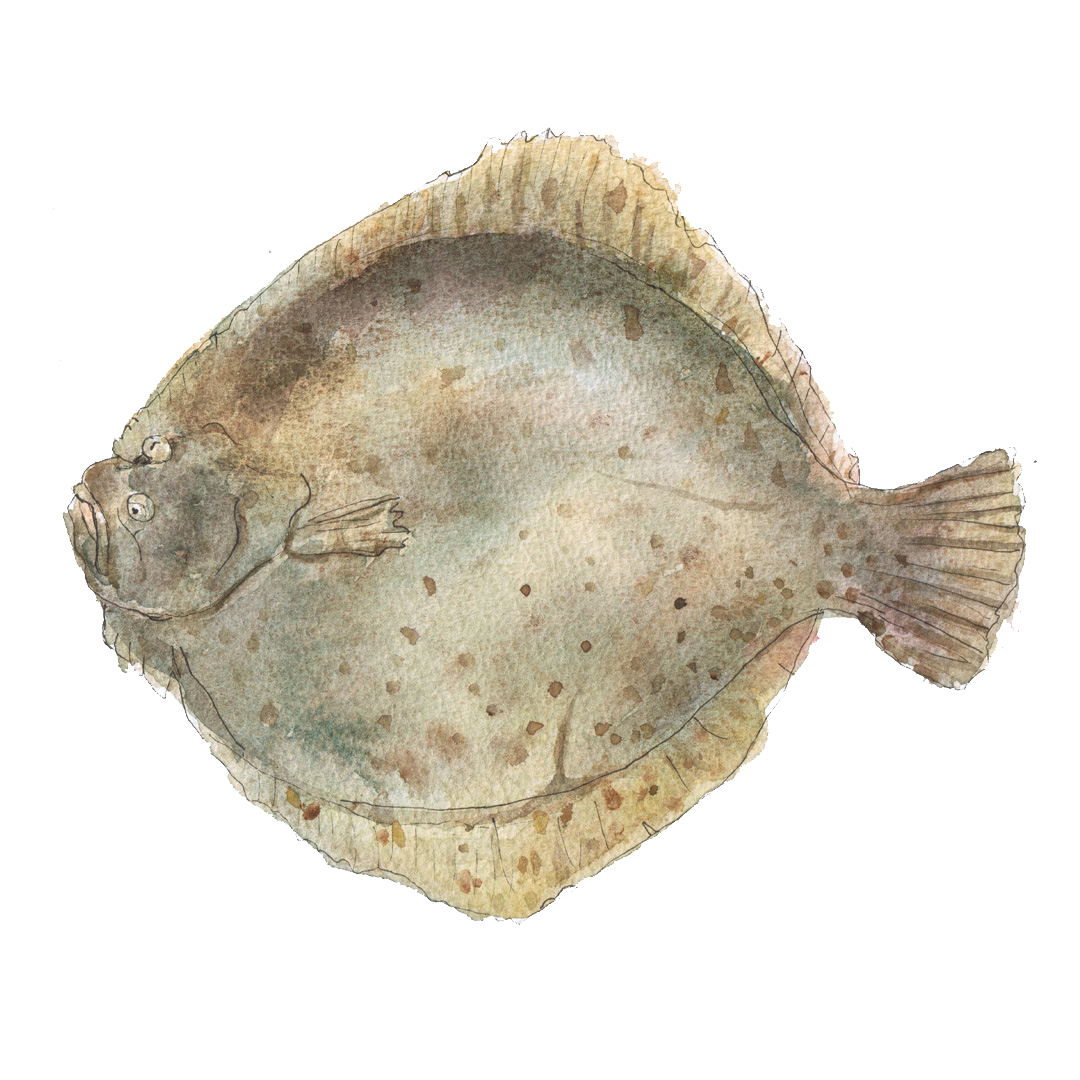 turbot fish illustration