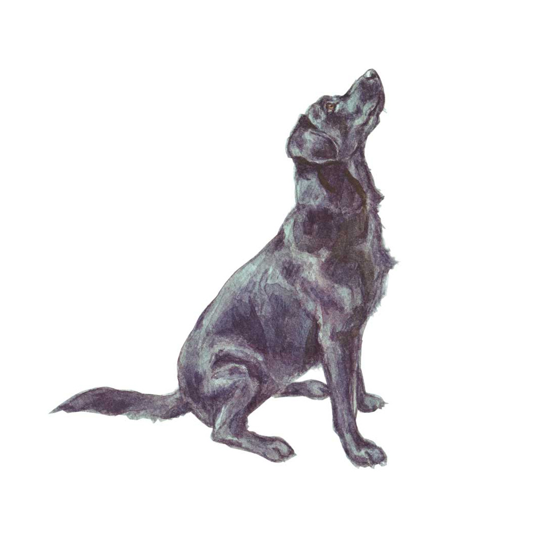 Black Labrador Begging, watercolour illustration