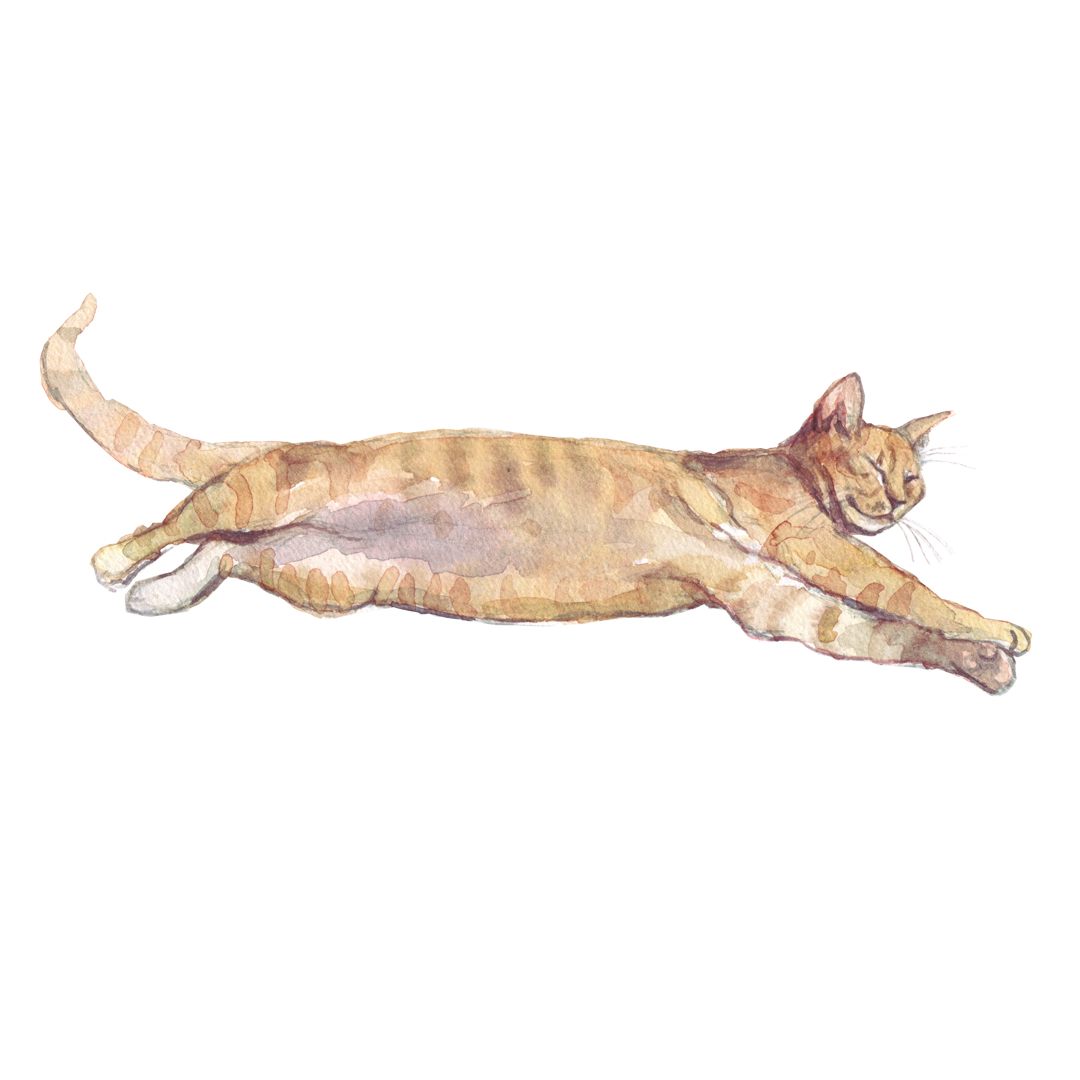 Marmalade cat original watercolour illustration
