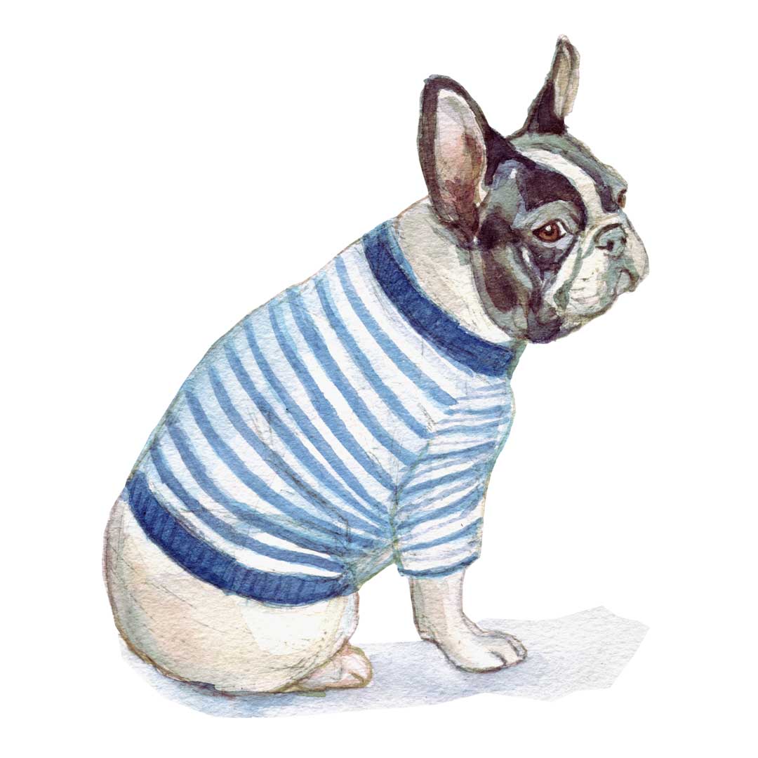 French bulldog watercolour illustration