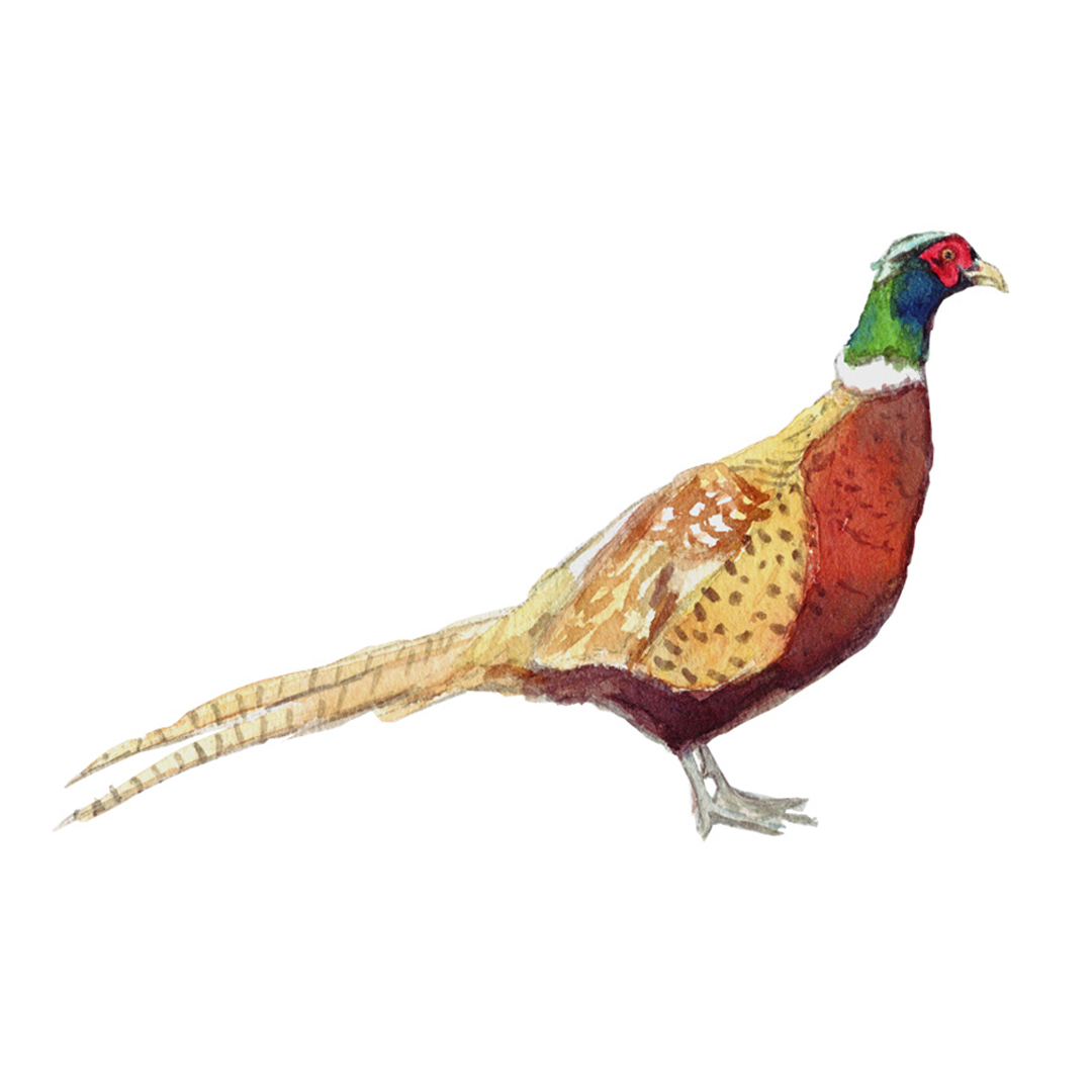 Pheasant watercolour illustration
