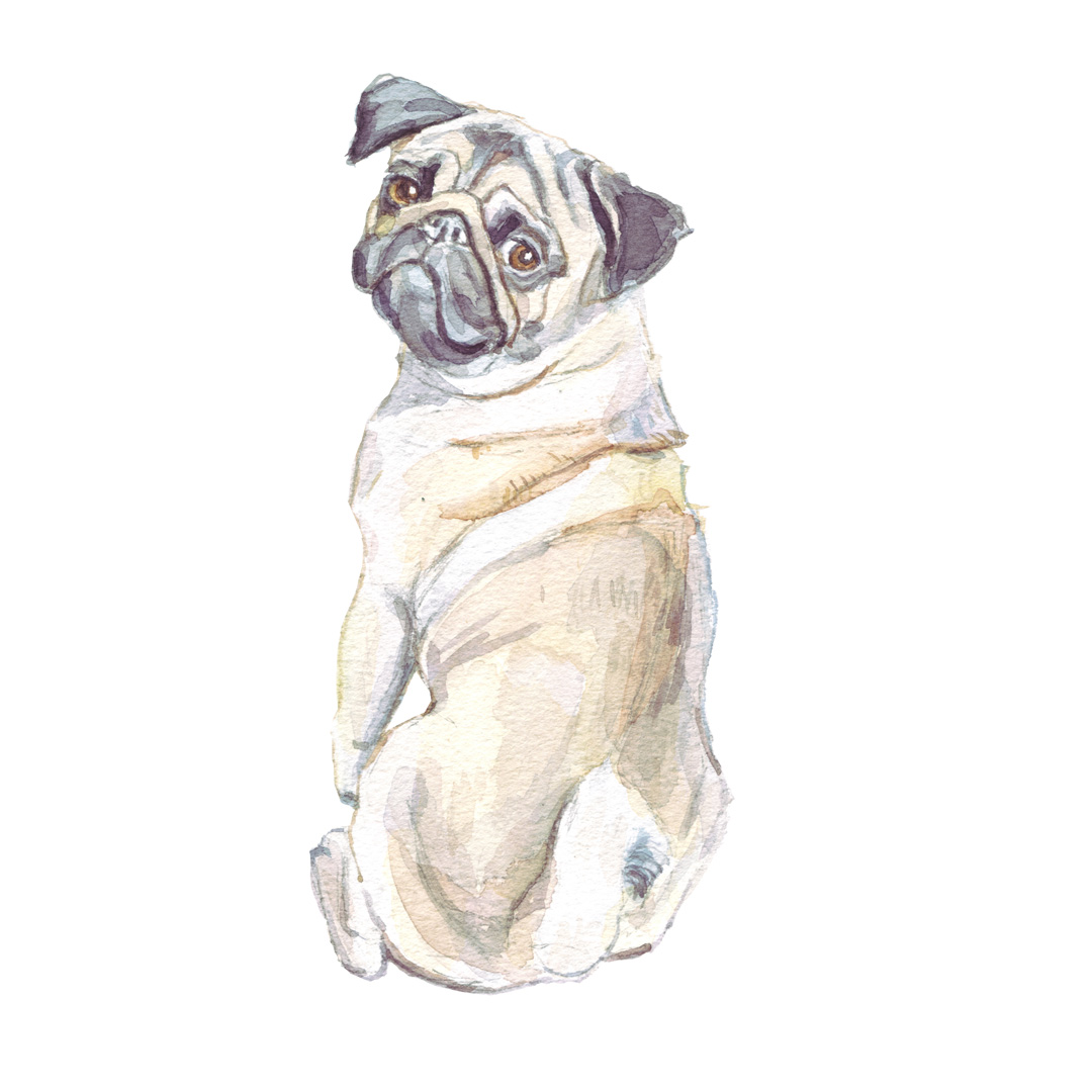 Watercolour painitng of a pug