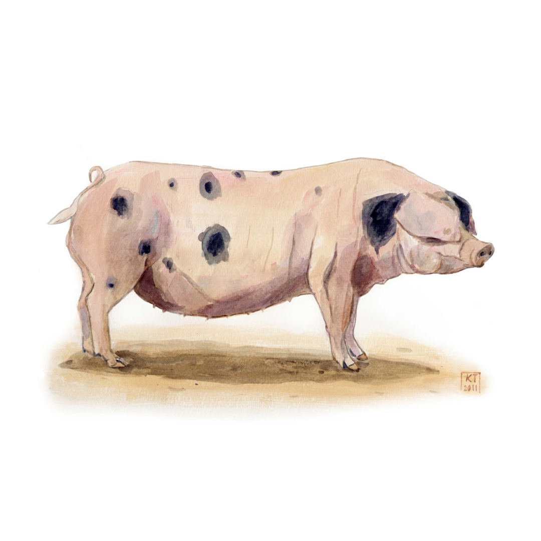 Gloucester Old Spot pig watercolour painting