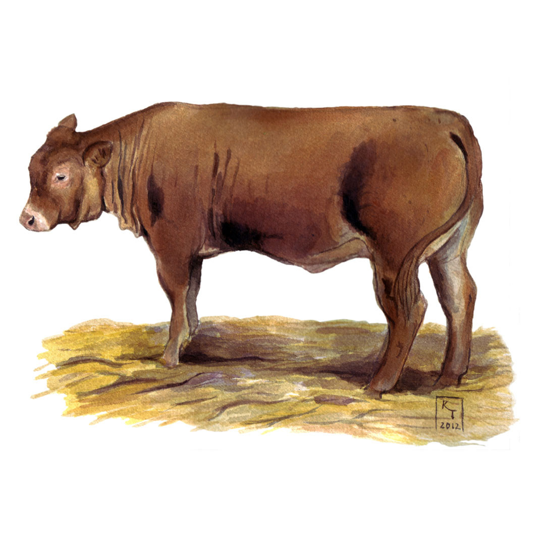 cattle illustration