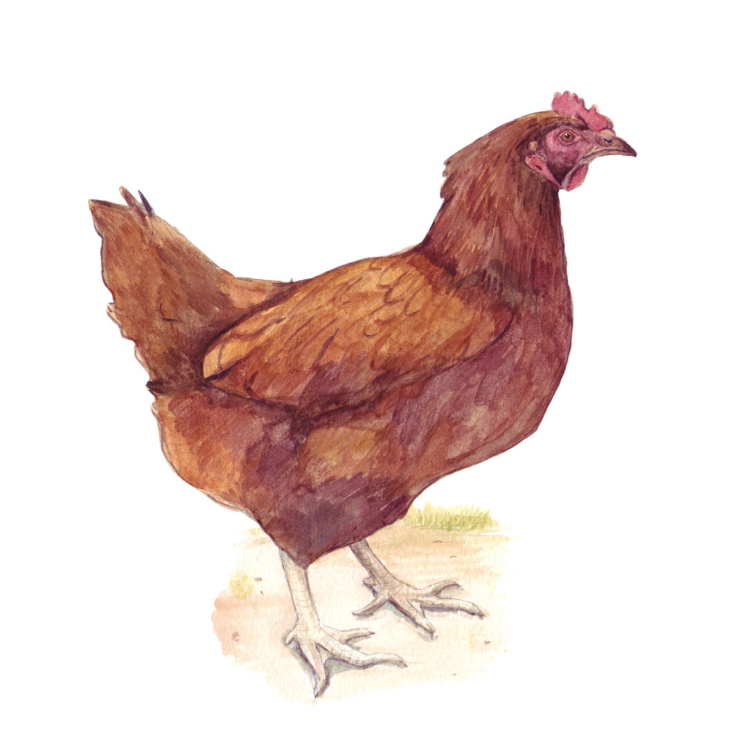 Rhode Island chicken watercolour painting