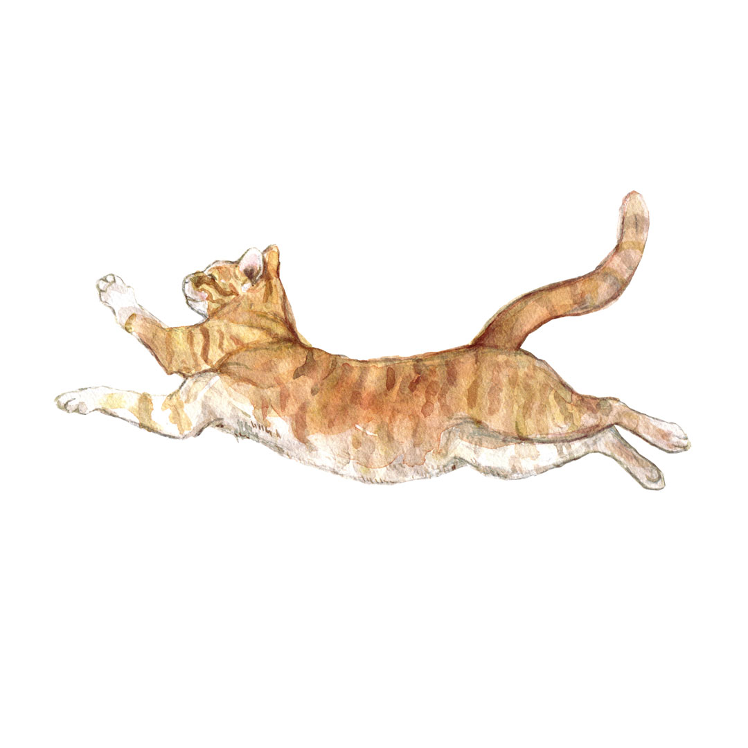 marmalade cat watercolour illustration