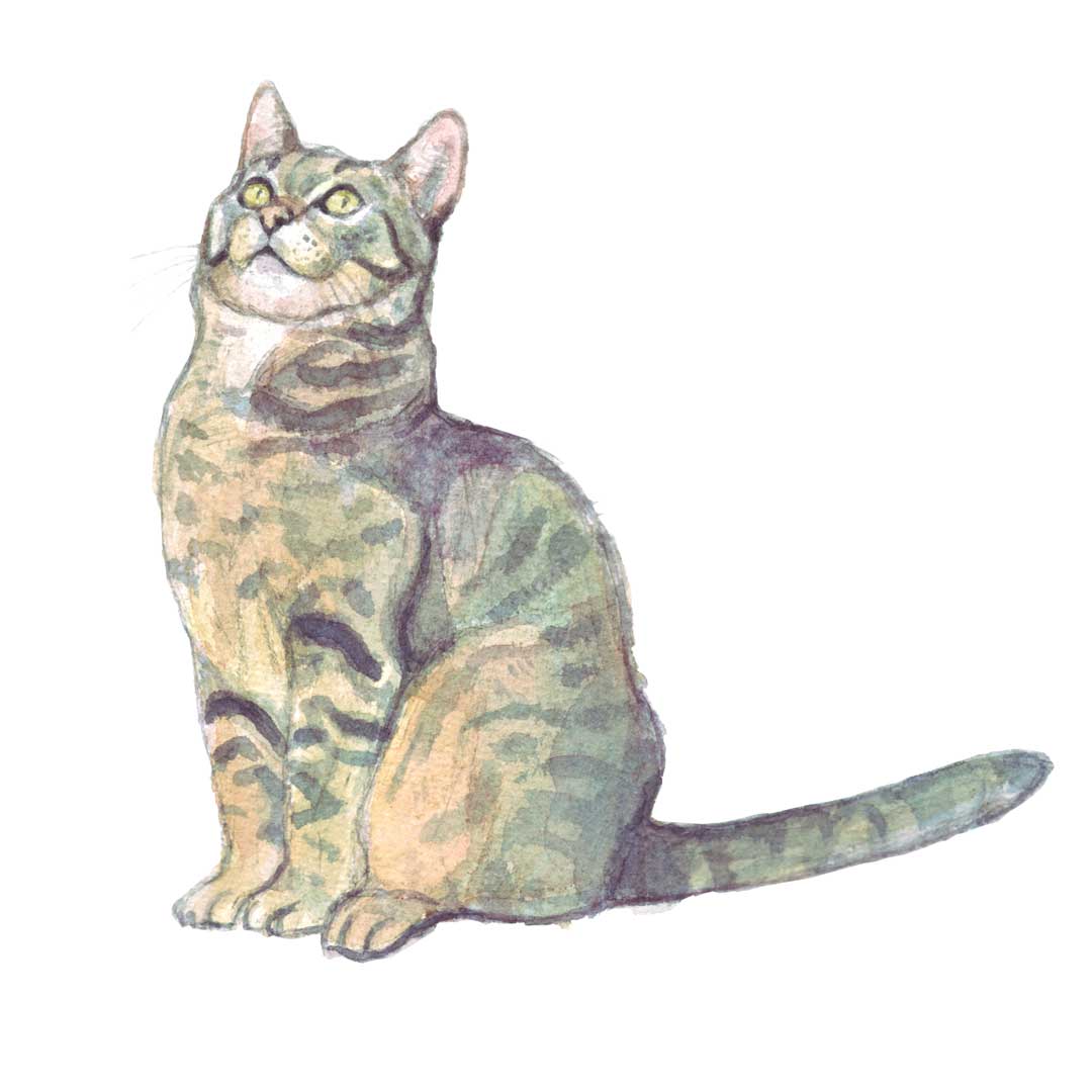 tabby cat watercolour