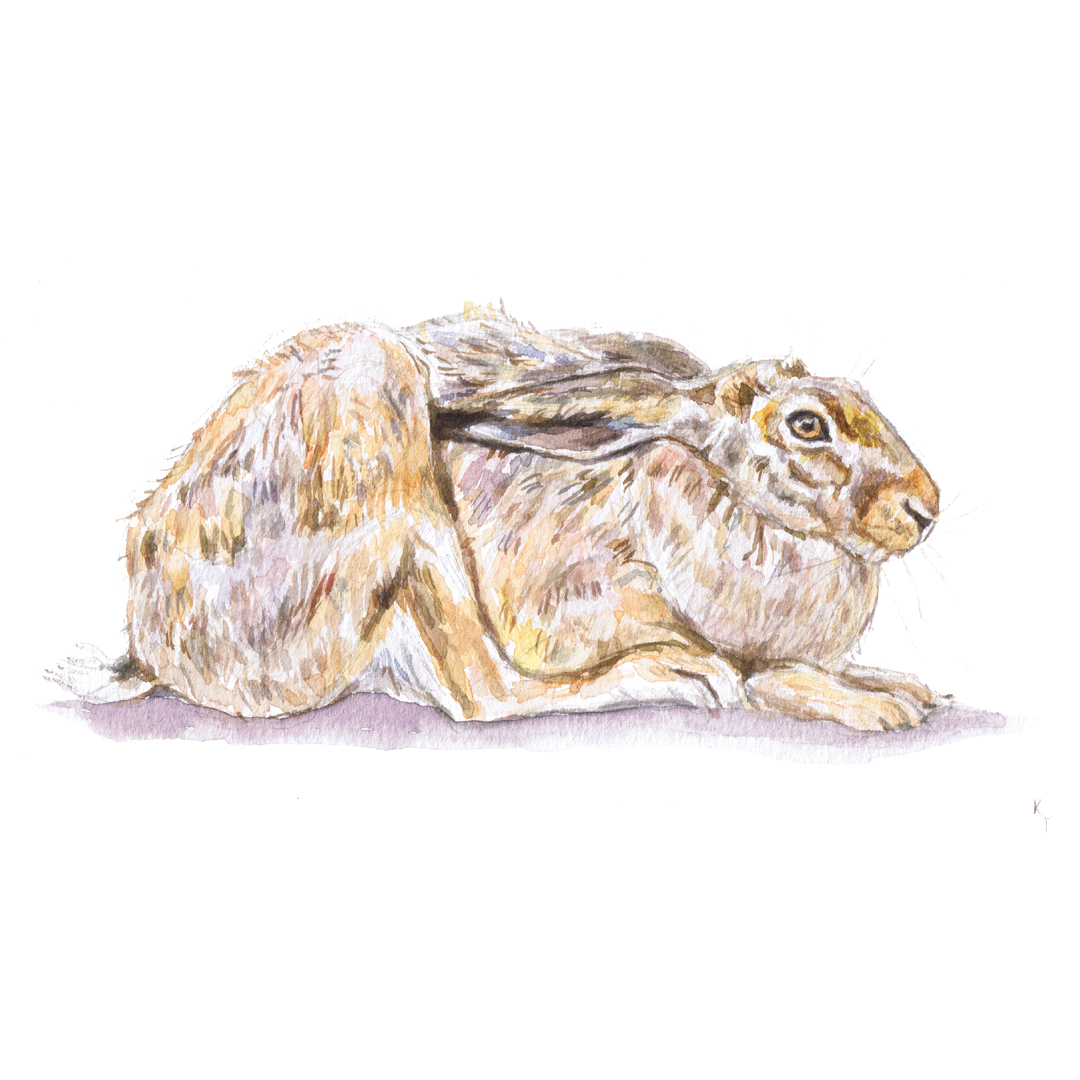 hare watercolour painting
