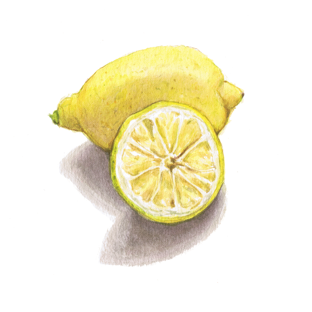 lemon watercolour illustration