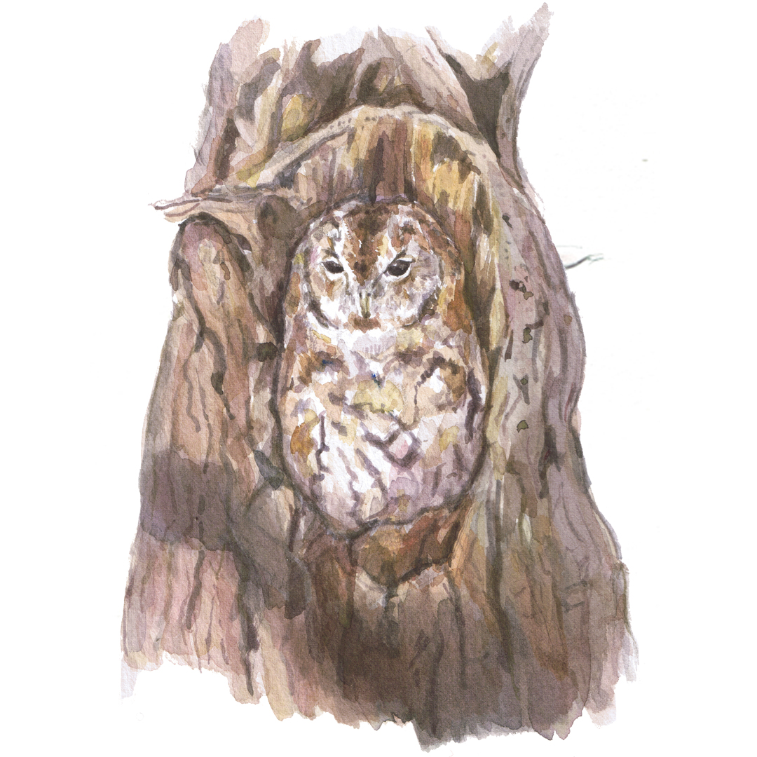 tawny owl illustration