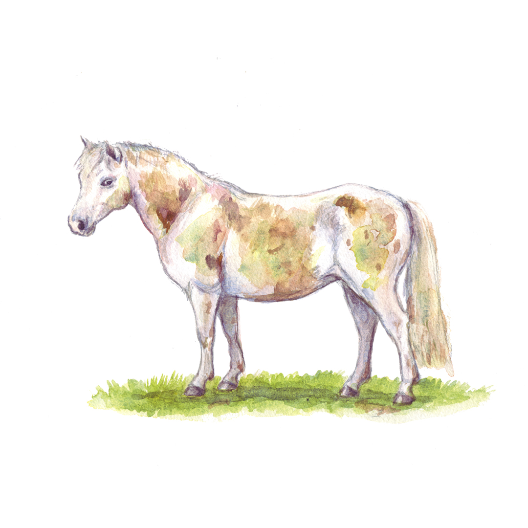 welsh pony illustration