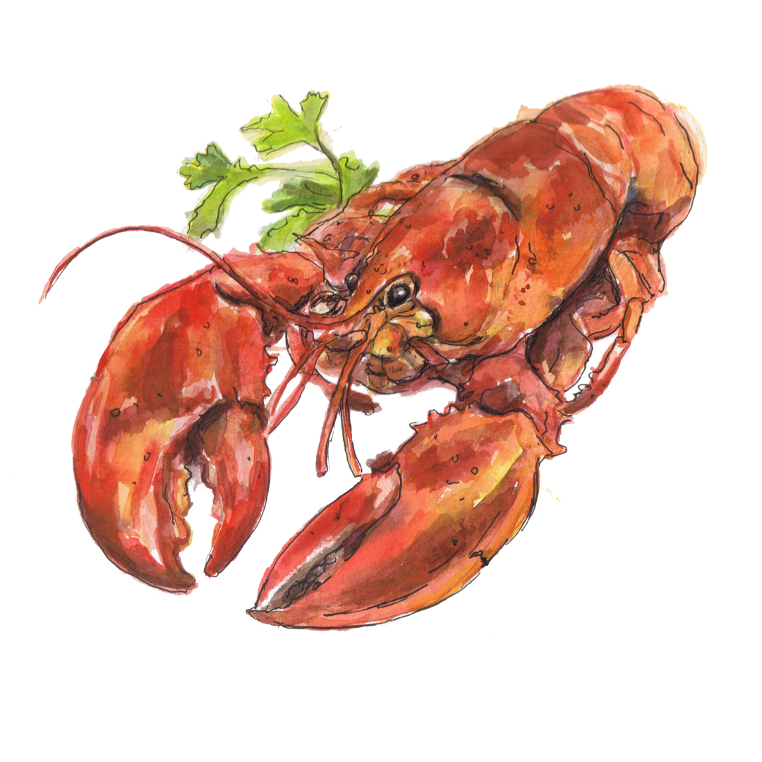 lobster watercolour illustration