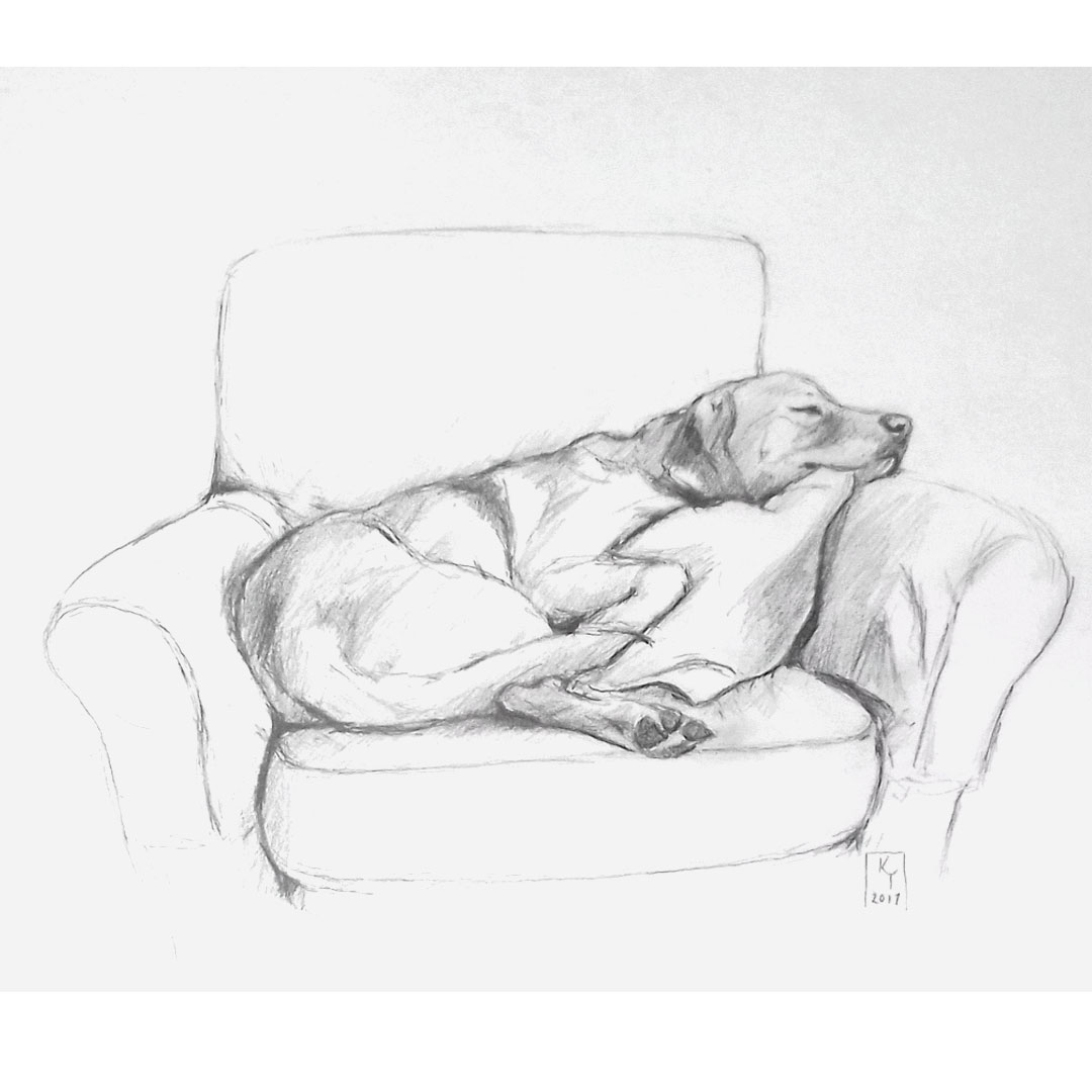 Sleeping Labrador Pencil Drawing Labrador Sketch Drawing  KATHERINE TYRER  ILLUSTRATOR