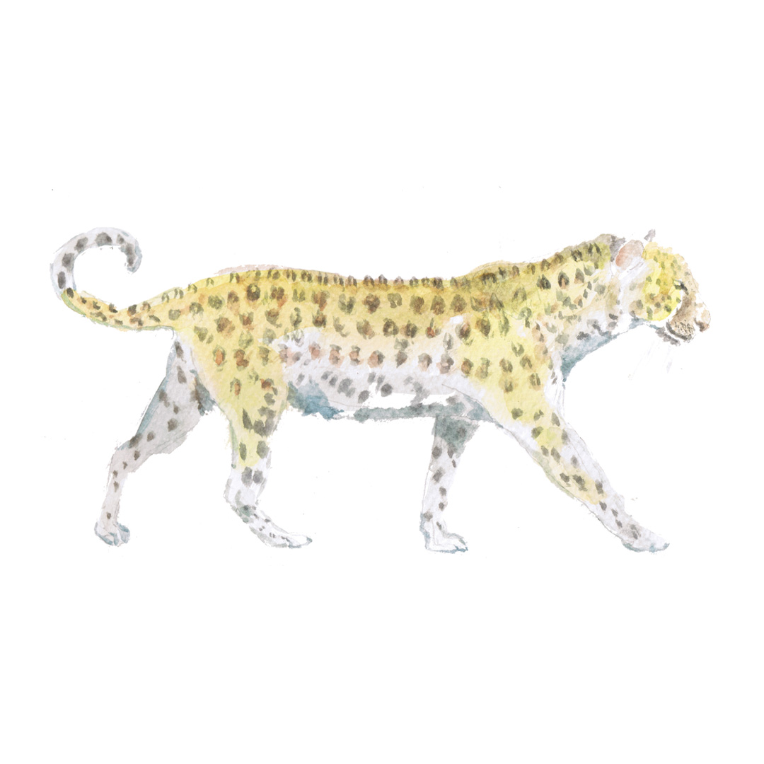 Leopard watercolour illustration