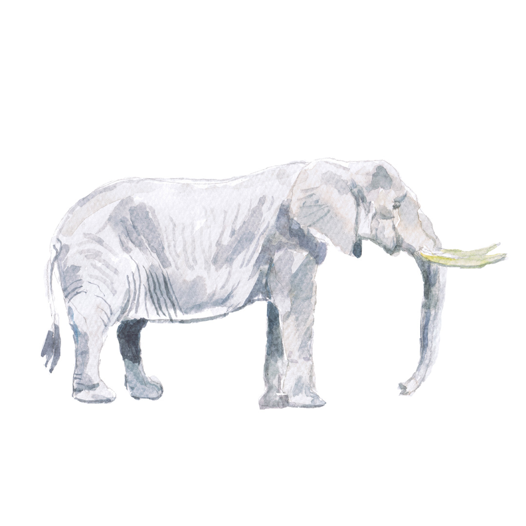 elephant-illustration