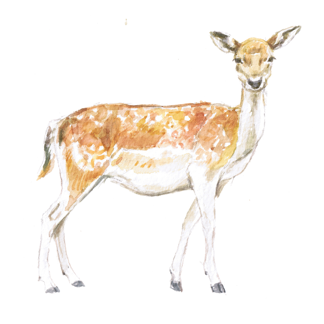 fallow deer watercolour illustration