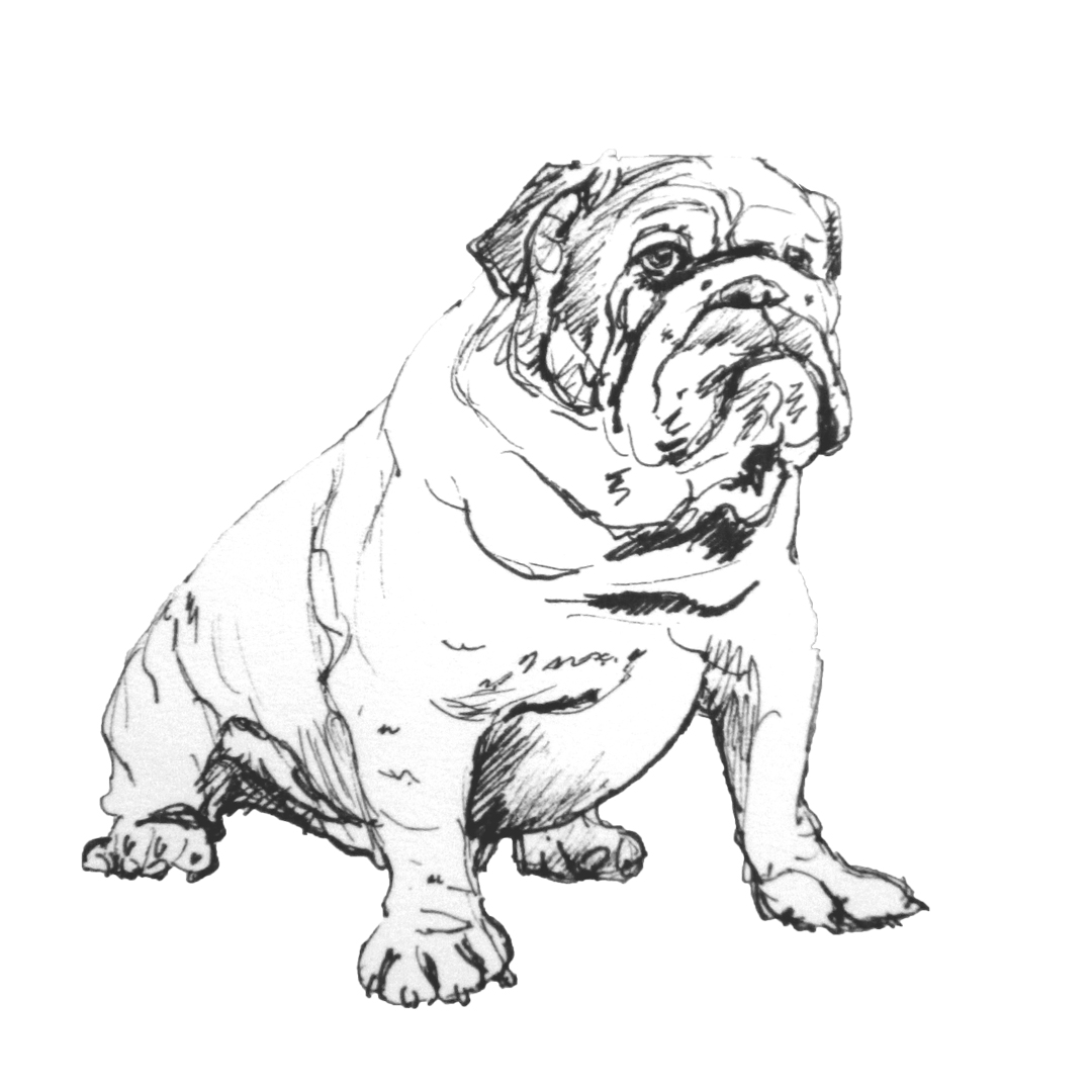 British Bulldog pen drawing