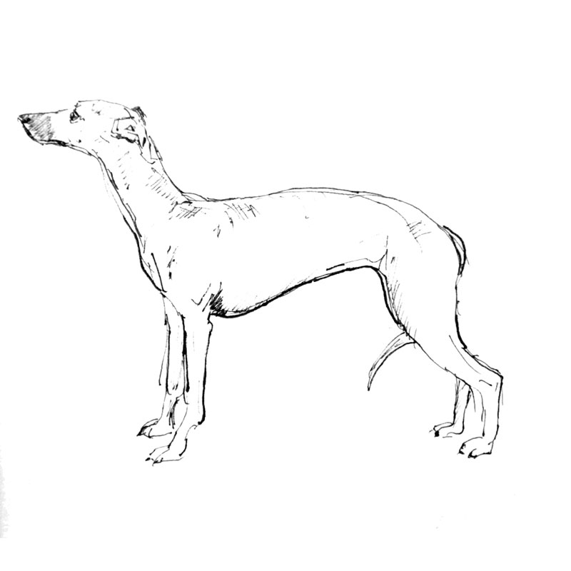 Italian-greyhound-drawing
