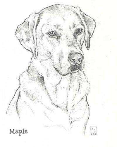 Labrador drawing