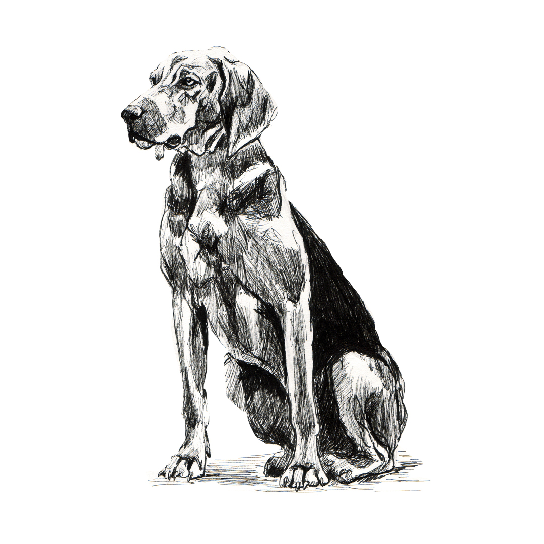 hound drawing in pen
