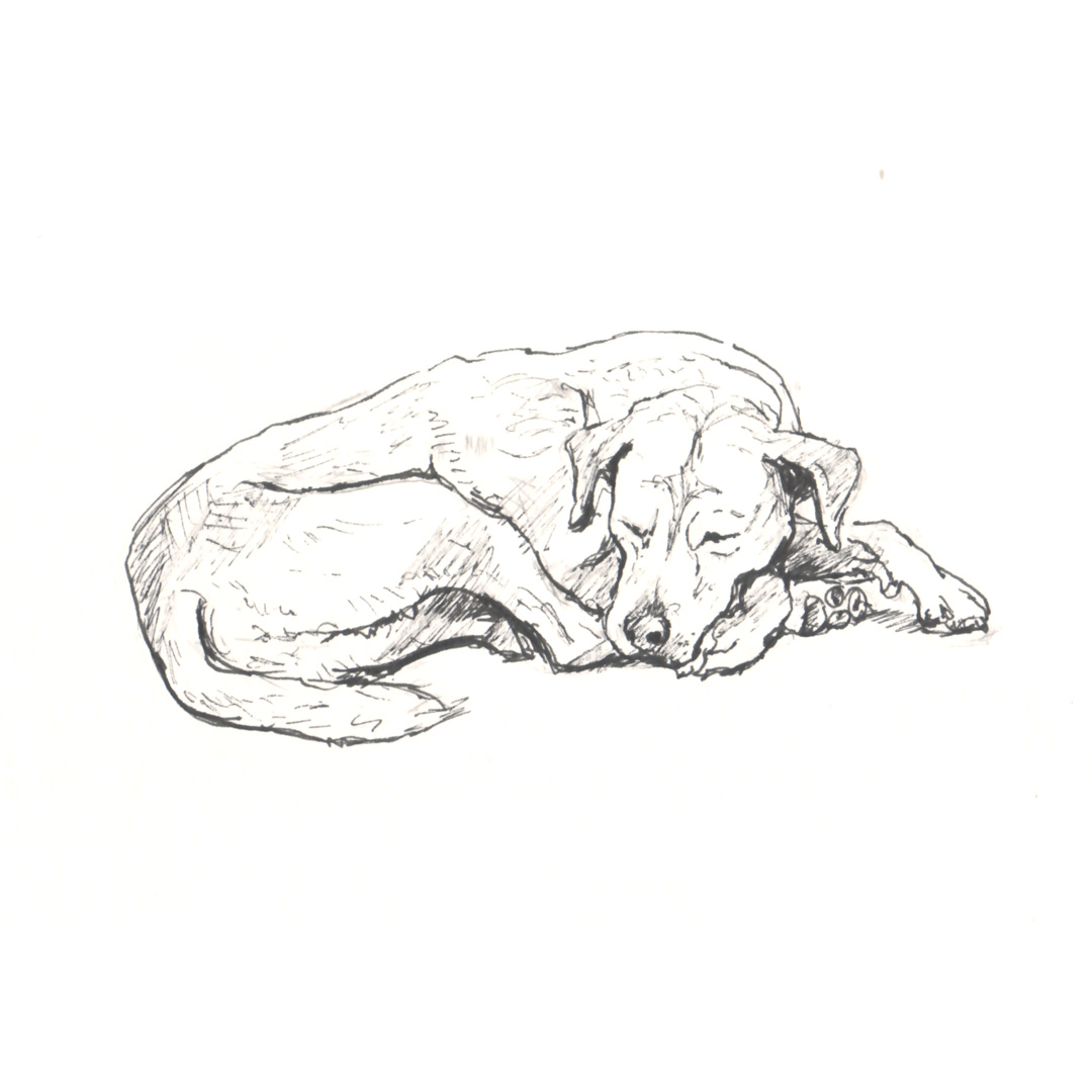 Hand drawn dog labrador sketch Royalty Free Vector Image