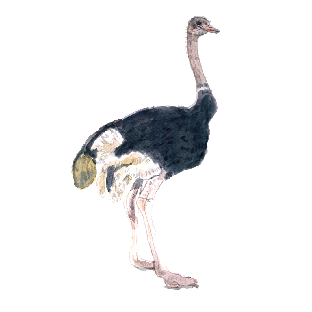 Watercolour illustration of an Ostrich