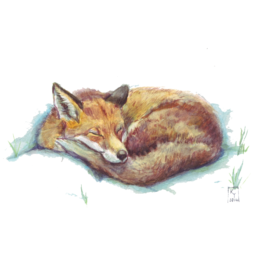 Red Fox watercolour illustration