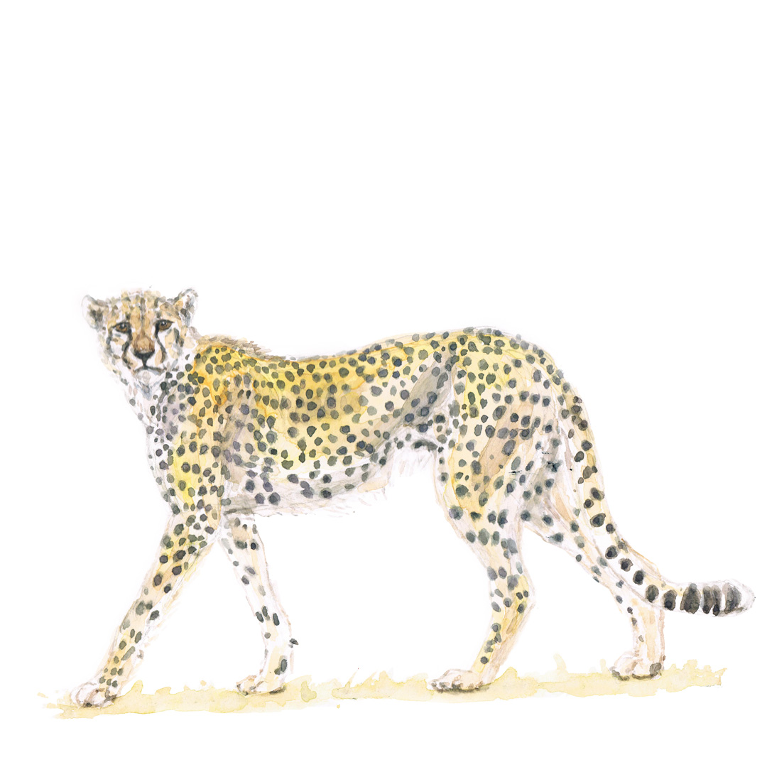 Cheetah wildlife watercolour painting