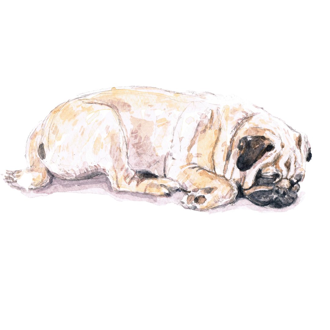 KATHERINE TYRER ILLUSTRATOR
